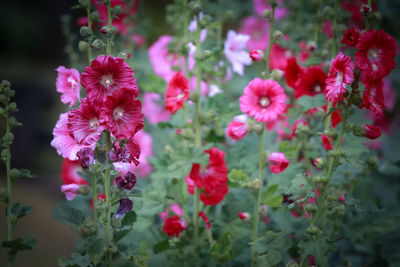 Close-up of pink flowering plants