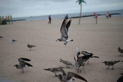 Seagulls flying over beach against sky