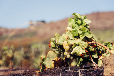 Close-up of fine plant on a vineyard  against sky