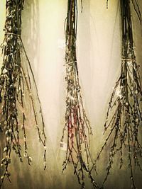 Bare tree against sky