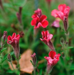 Close-up of pink flowers in park