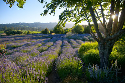 Lavender fields with sun shining through tree