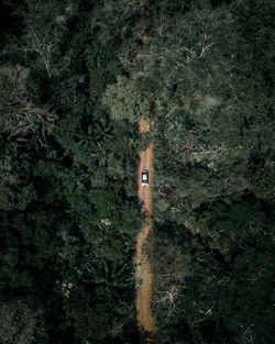 High angle view of trees in forest