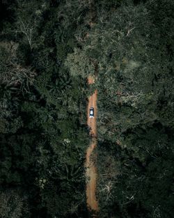 Aerial view of car amidst trees at forest