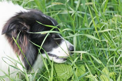Close-up of a dog on field