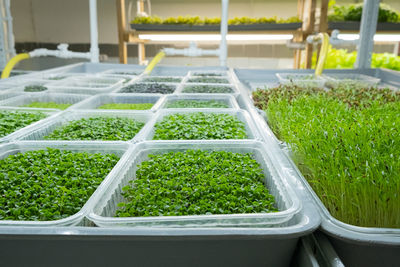 City farm for growing microgreens. eco-friendly small business. baby leaves, phyto lamp