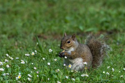 Squirrel on rock