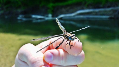 Close-up of insect on hand