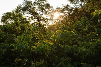 Scenic view of forest