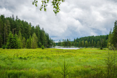 Scenic view of field against sky