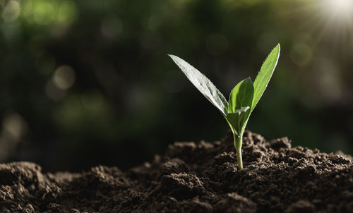 Close-up of plant growing on field