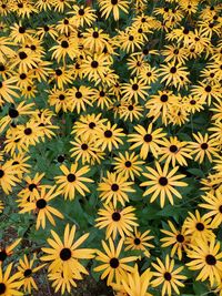 Full frame shot of flowering plants