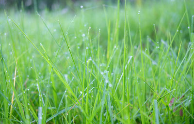 Full frame shot of raindrops on grass