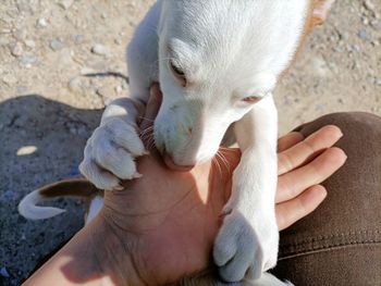 Cropped image of hand feeding dog