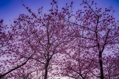 Low angle view of cherry blossoms against sky