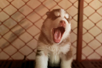 Siberian husky is in the cage with its mother.