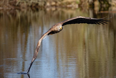 Bird flying over lake