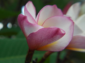 Close-up of pink flower