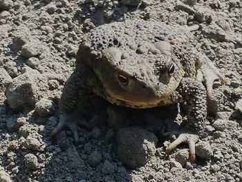 High angle view of lizard on sand at beach