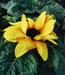 High angle view of yellow flowering plant