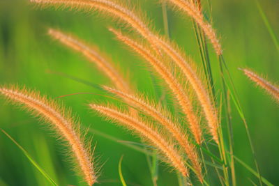 Close-up of plant