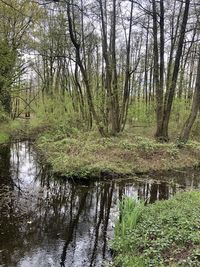 Scenic view of lake in forest