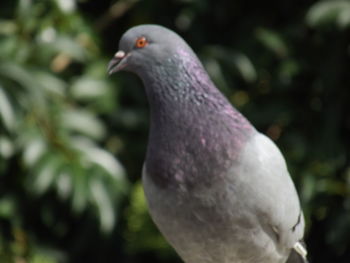 Close-up of bird