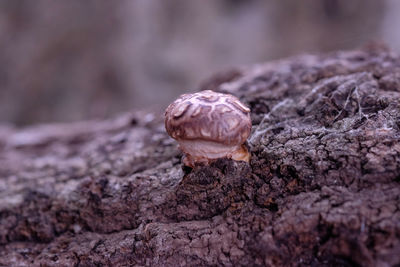 Close-up of rock