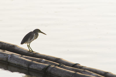 High angle view of gray heron perching on floor