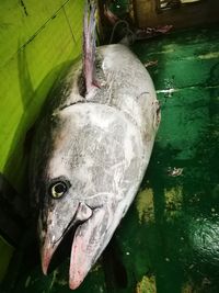 High angle view of fish hanging in water