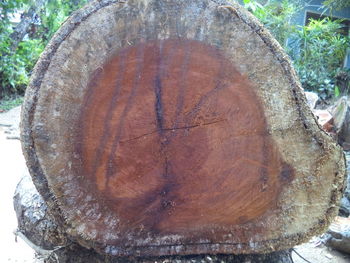 Close-up of tree stump in forest