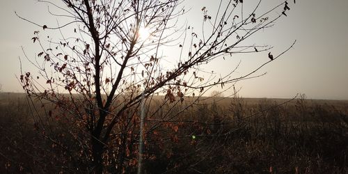 Bare tree on field against sky during sunset