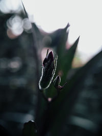 Close-up of insect on plant