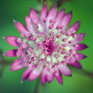 Close-up of pink flower blooming outdoors