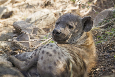Close-up of hyena resting in national park