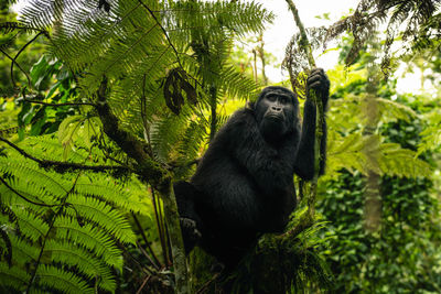 Serene female gorilla on tree. ideal for wildlife, nature and conservation projects.