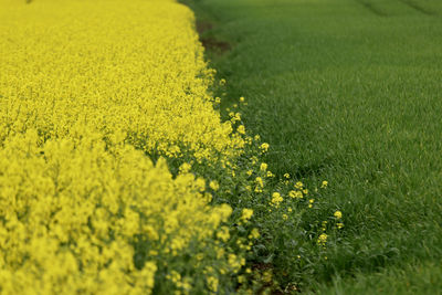 Scenic view of oilseed rape field