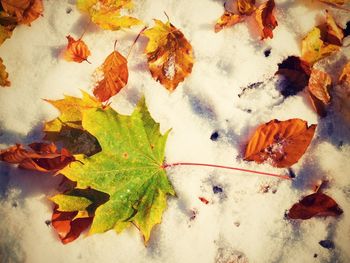 High angle view of autumn leaves on snow