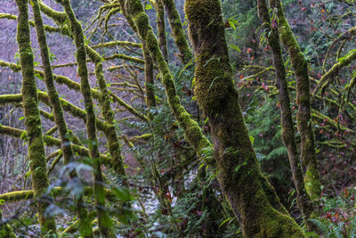 Trees in forest