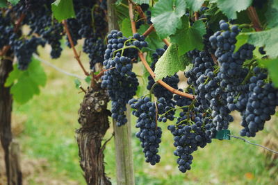 Grapes growing in vineyard