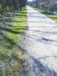 Surface level of road along trees