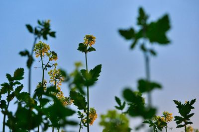 Close-up of flowers against the sky