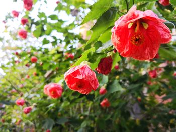 Close-up of red poppy blooming outdoors