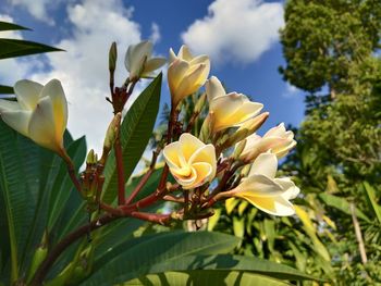 Close-up of yellow flowering plant