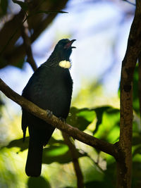 Close-up of bird perching on branch