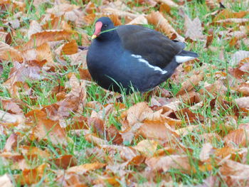 Close-up of bird in field