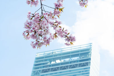 Low angle view of purple flowering tree against sky