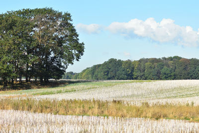 Trees on field against sky