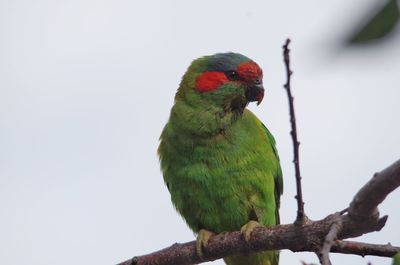 Close-up of parrot perching on branch