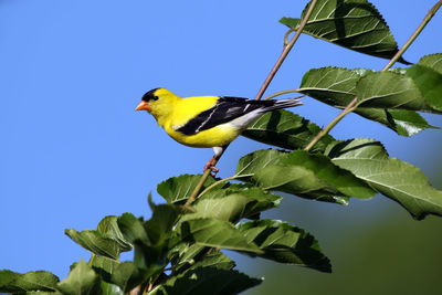 American goldfinch perching on twig against blue sky
